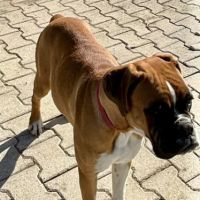 A réserver chiots boxers a naître #7