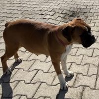 A réserver chiots boxers a naître #8