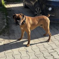 A réserver chiots boxers a naître #9