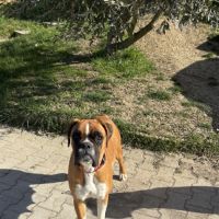 A réserver chiots boxers a naître #10