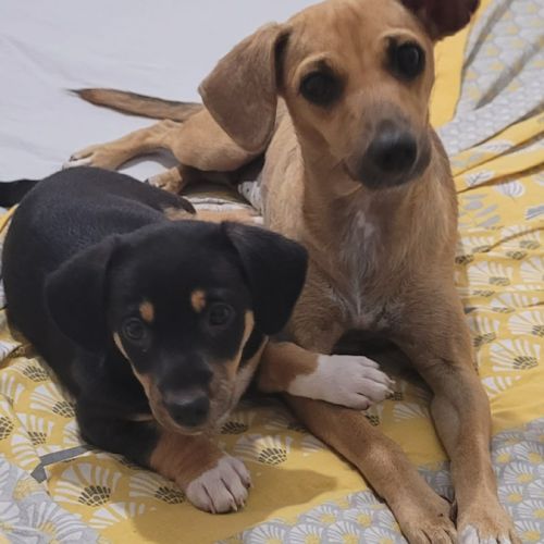 Perle le bijou des îles #2