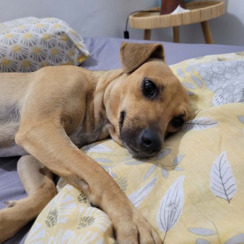 Perle le bijou des îles #4