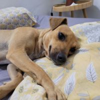 Perle le bijou des îles #4