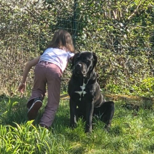 Cane corso lof 2 ans