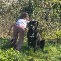 Cane corso lof 2 ans