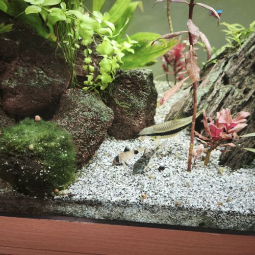 Différents poissons #2