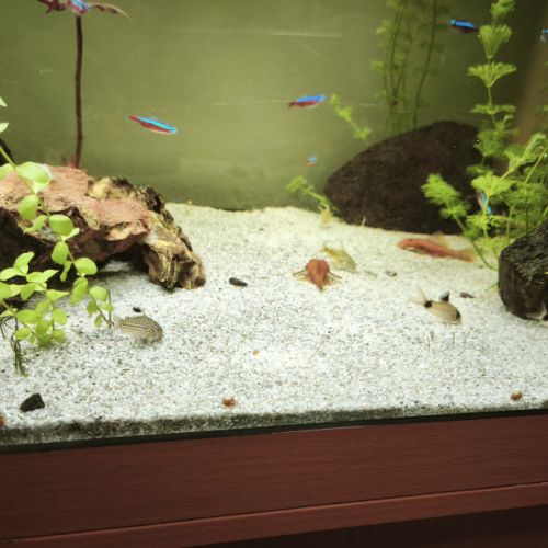 Différents poissons