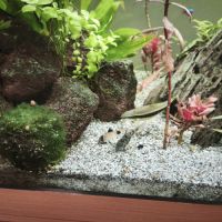 Différents poissons #2