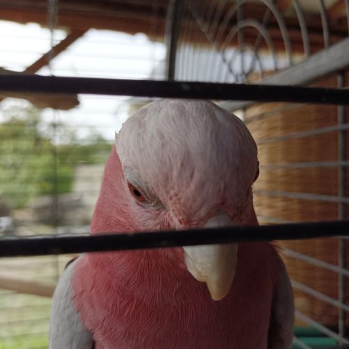 Femelle cacatoes de 12 ans