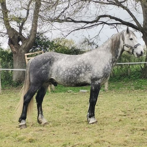 Ivory higland x kwpn x quarter #1