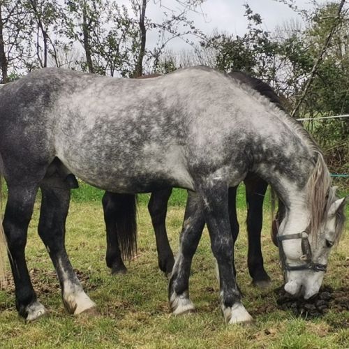 Ivory higland x kwpn x quarter #2