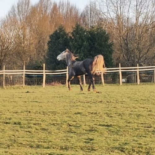 Ivory higland x kwpn x quarter