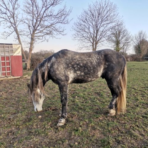 Ivory higland x kwpn x quarter #6