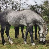 Ivory higland x kwpn x quarter #2