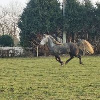 Ivory higland x kwpn x quarter #3