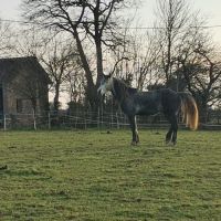 Ivory higland x kwpn x quarter #4