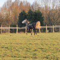 Ivory higland x kwpn x quarter #0