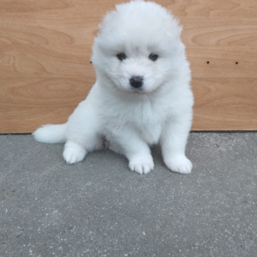 Samoyede chiot lof et confirmés (ours) #2