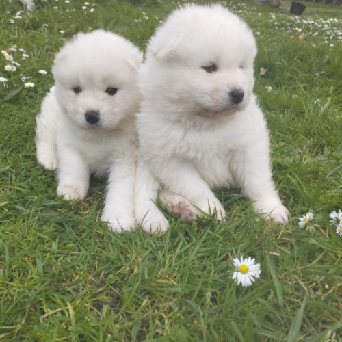Samoyede chiot lof et confirmés (ours) #3