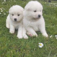 Samoyede chiot lof et confirmés (ours) #3