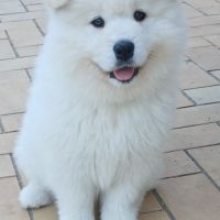 Samoyede chiot lof et confirmés (ours) #0