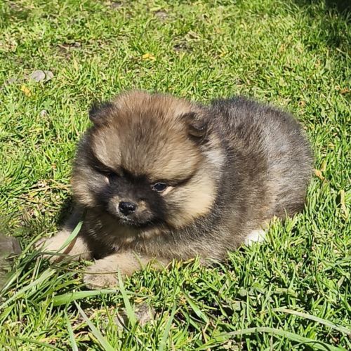 Chiots spitz à réserver #0