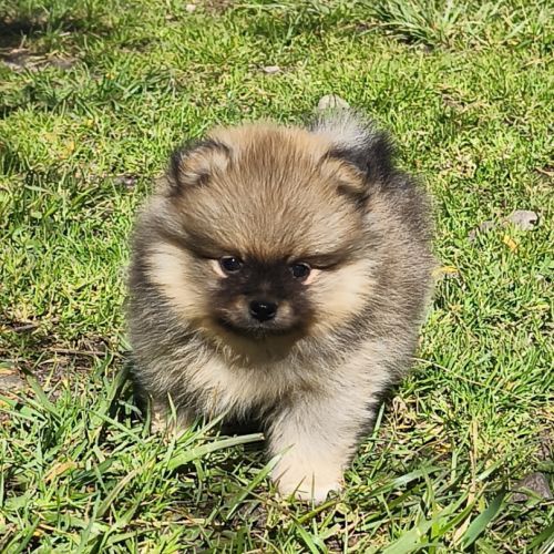 Chiots spitz à réserver #2