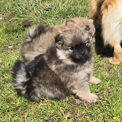 Chiots spitz à réserver #3