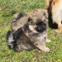 Chiots spitz à réserver #3