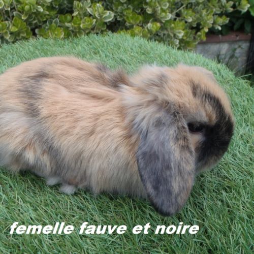 Lapins béliers nains minilop #1