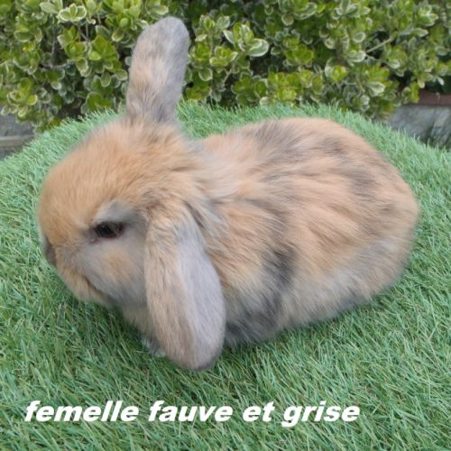 Lapins béliers nains minilop #3