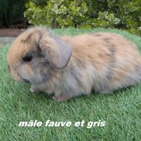 Lapins béliers nains minilop