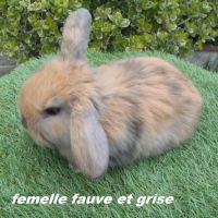 Lapins béliers nains minilop #3