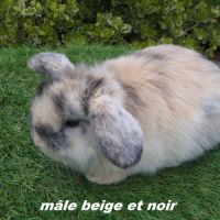 Lapins béliers nains minilop #4