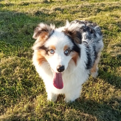 Berger australien chiot femelle bleue merle #1