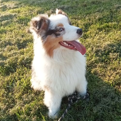 Berger australien chiot femelle bleue merle #2