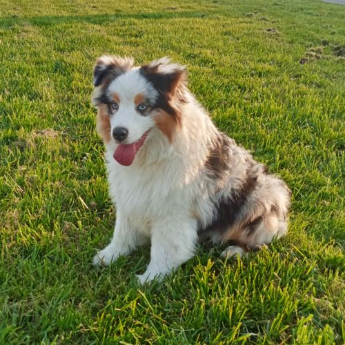 Berger australien chiot femelle bleue merle #4