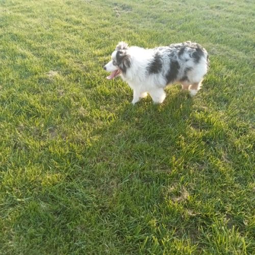 Berger australien chiot femelle bleue merle #7