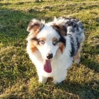 Berger australien chiot femelle bleue merle #1