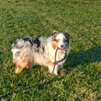 Berger australien chiot femelle bleue merle #0