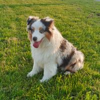 Berger australien chiot femelle bleue merle #4