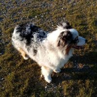 Berger australien chiot femelle bleue merle #5