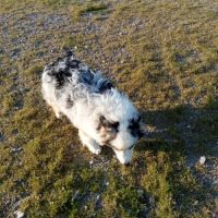 Berger australien chiot femelle bleue merle #6