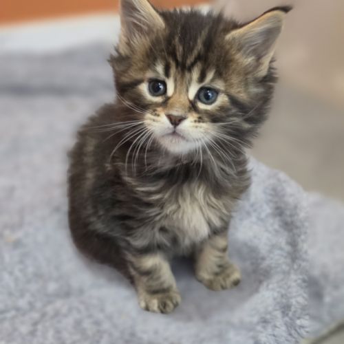 Chatons maine coon loof à réserver #3