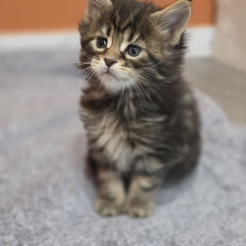 Chatons maine coon loof à réserver #4