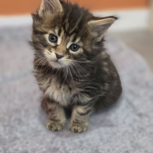 Chatons maine coon loof à réserver #5