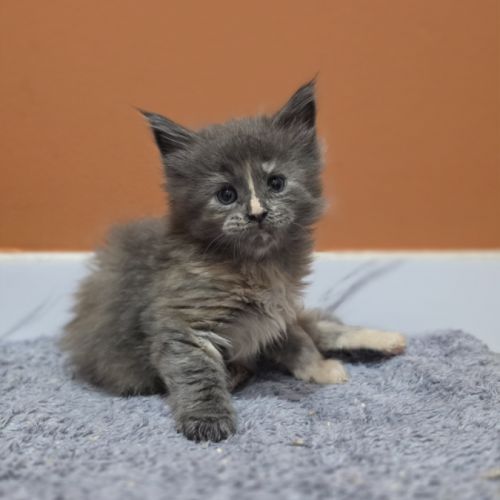 Chatons maine coon loof à réserver #7