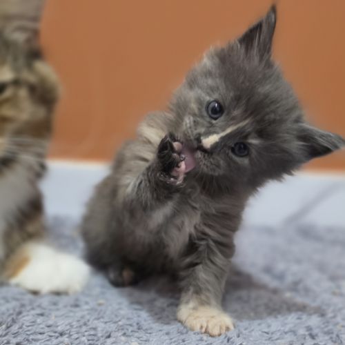 Chatons maine coon loof à réserver #8