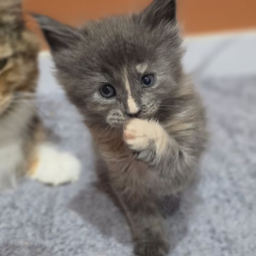 Chatons maine coon loof à réserver #0