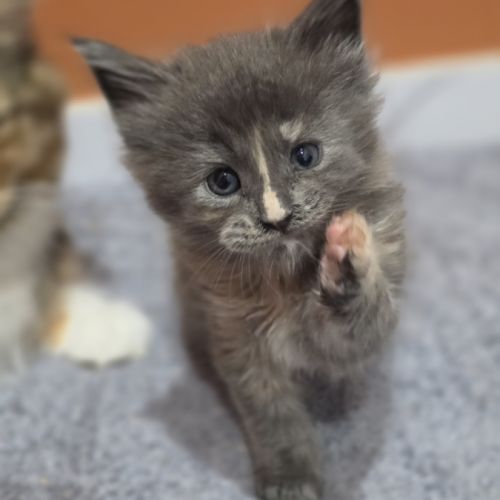 Chatons maine coon loof à réserver #10